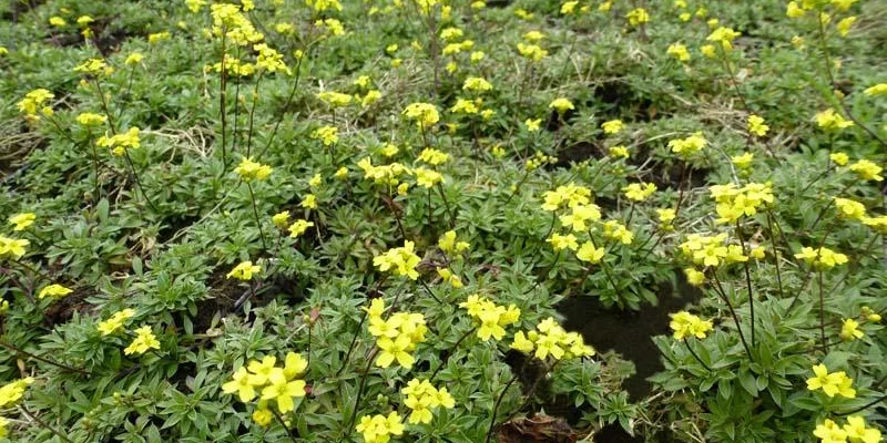 DRABA sibirica - Drave de Sibérie