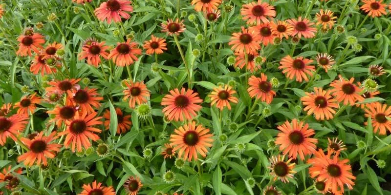 ECHINACEA purpurea 'Orange Skipper'