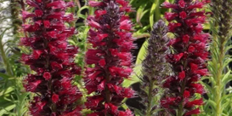 ECHIUM amoenum 'Red Feathers'