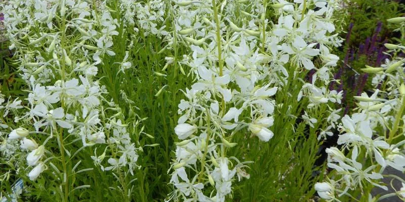 EPILOBIUM angustifolium 'Album'