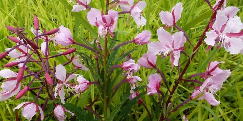 EPILOBIUM angustifolium 'Stahl Rose' - Epilobe en épi, Antoinette