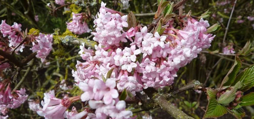 VIBURNUM bodnantense 'Dawn' - Viorne d'hiver 'Dawn'