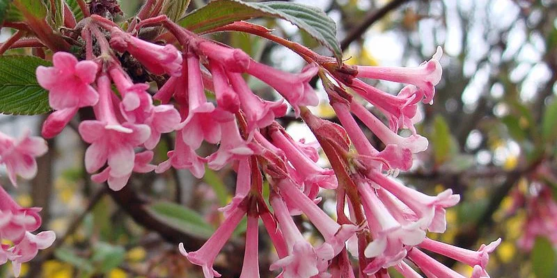 VIBURNUM bodnantense 'Dawn' - Viorne d'hiver 'Dawn'