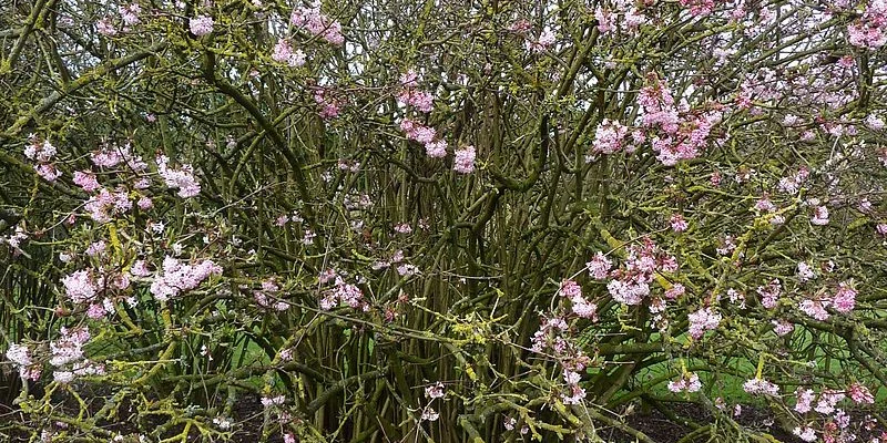 VIBURNUM bodnantense 'Dawn' - Viorne d'hiver 'Dawn'