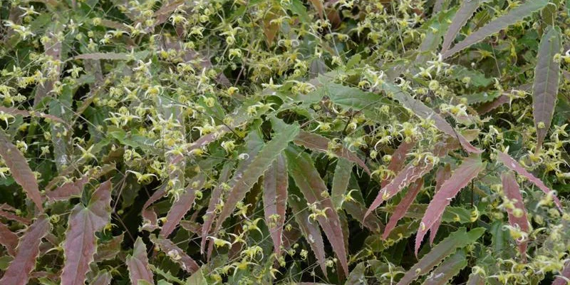 EPIMEDIUM 'Spine Tingler' - Fleur des elfes