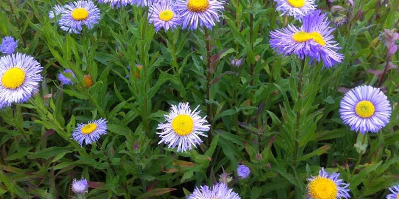 ERIGERON speciosus 'Grandiflorus'