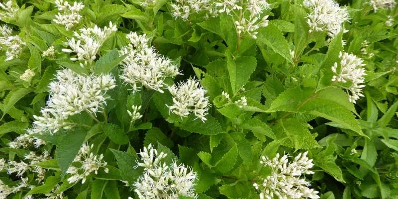 EUPATORIUM Rugosum 'Snowball'