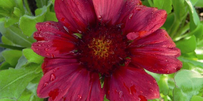 GAILLARDIA hybride 'Burgunder'