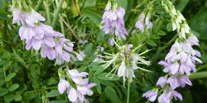 GALEGA Officinalis - Rue des chèvres