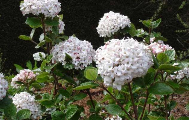 VIBURNUM burkwoodii 'Ann Russell' - Viorne de Burkwood