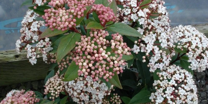 VIBURNUM burkwoodii 'Anne Russell'