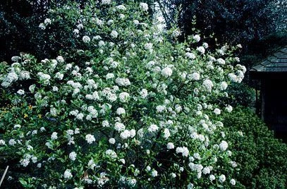 VIBURNUM burkwoodii 'Ann Russell' - Viorne de Burkwood