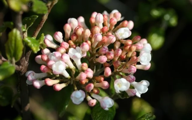 VIBURNUM burkwoodii 'Ann Russell' - Viorne de Burkwood