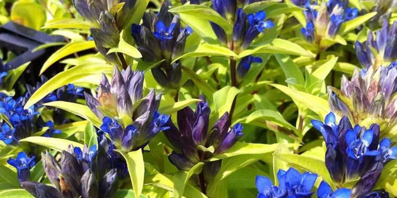 GENTIANA cruciata