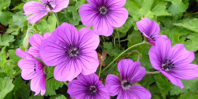 GERANIUM Hybride 'Hexham Velvet'