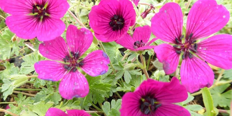 GERANIUM cinereum 'Jolly Jewel Red'