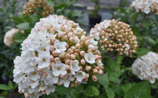 VIBURNUM carlcephalum - Viorne parfumée à grandes fleurs