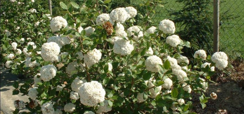 VIBURNUM carlcephalum - Viorne parfumée à grandes fleurs