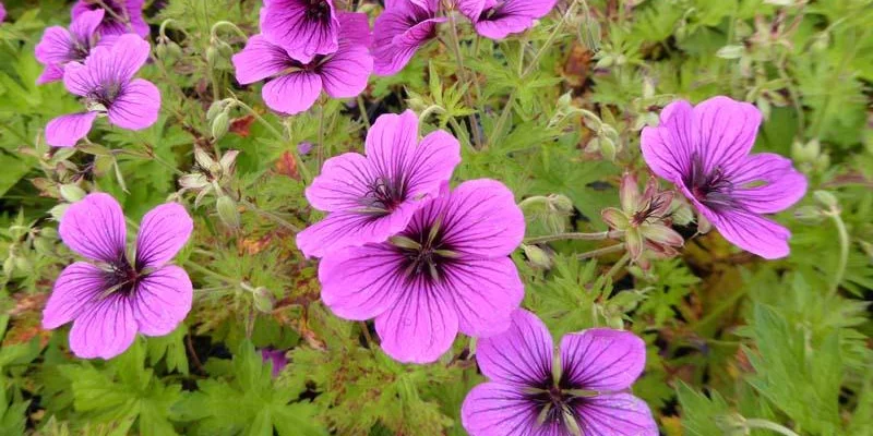 GERANIUM hybride 'JS Matu Vu'