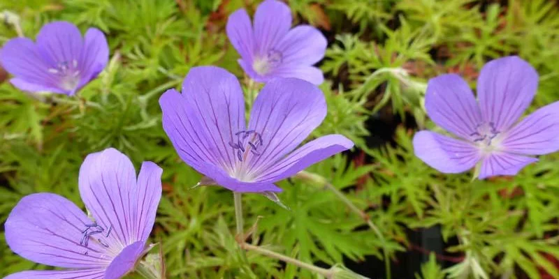 GERANIUM hybride 'Nimbus'