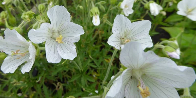 GERANIUM pratense 'Albiflorum'