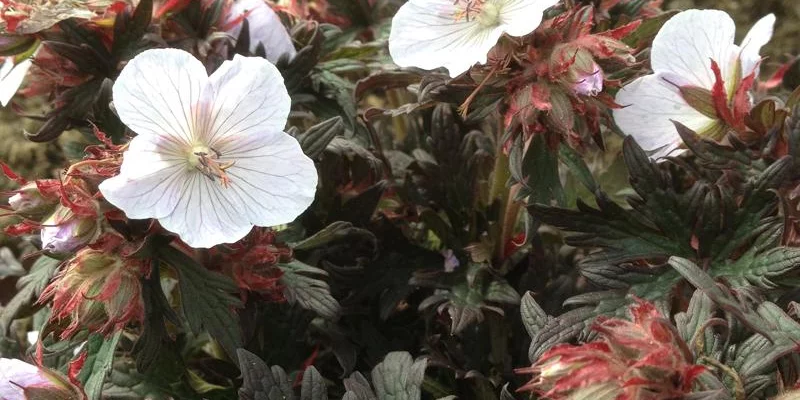 GERANIUM pratense 'Black'n White Army' 