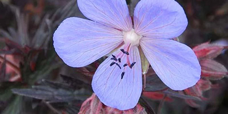 GERANIUM pratense 'Black Beauty'