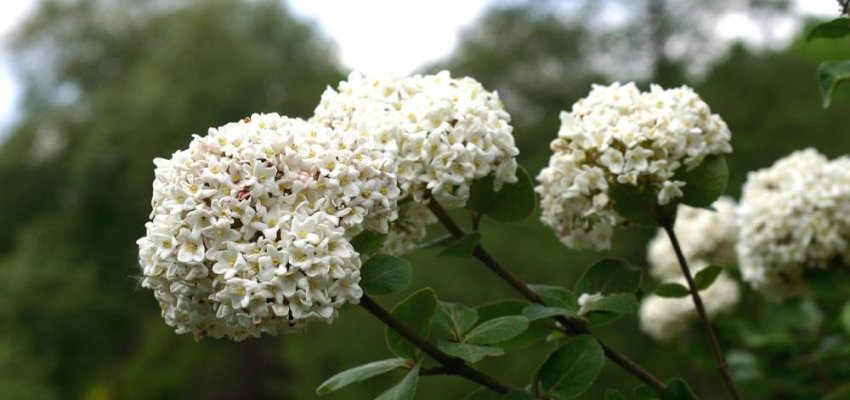 VIBURNUM carlesii - Viorne parfumée de Corée