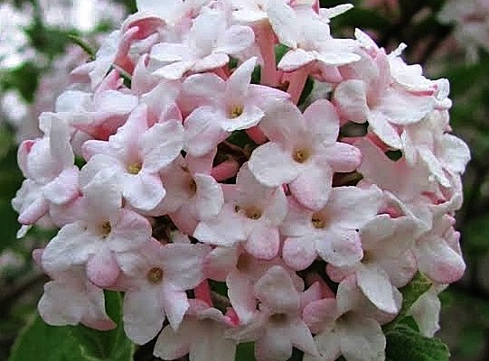 VIBURNUM carlesii - Viorne parfumée de Corée