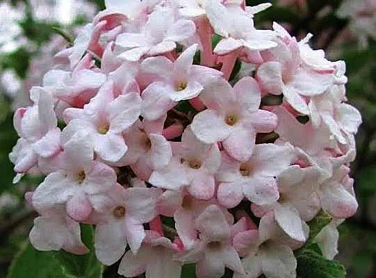 VIBURNUM carlesii - Viorne de Corée parfumée