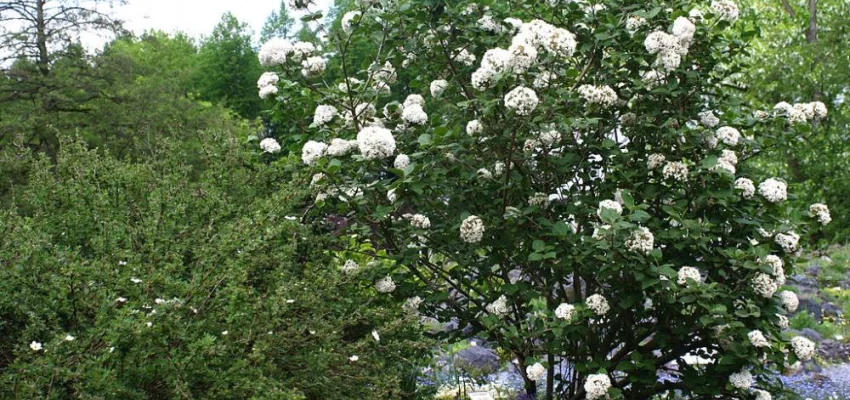 VIBURNUM carlesii - Viorne parfumée de Corée