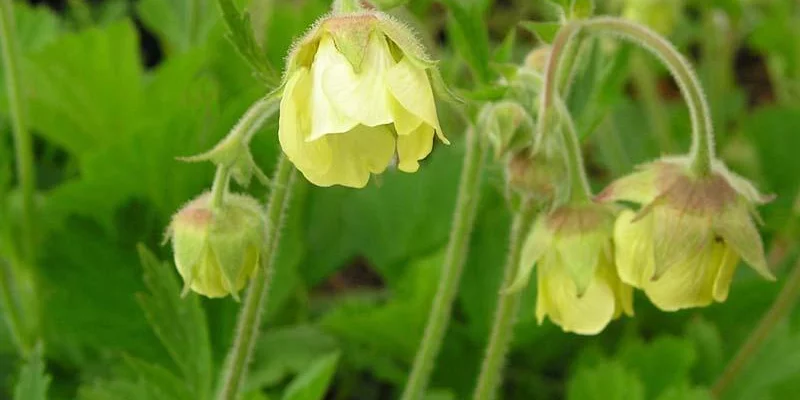 GEUM 'Lemon Drops' - Benoîte des ruisseaux