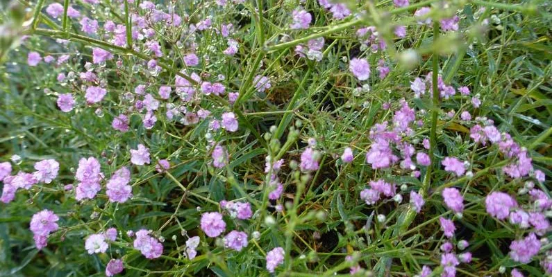 GYPSOPHILA paniculata 'Pink Festival'