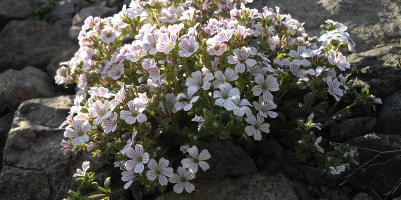 GYPSOPHILA cerastioides 