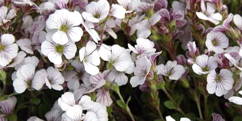 GYPSOPHILA cerastioides 