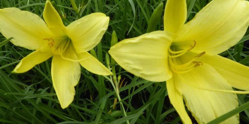 HEMEROCALLIS altissima