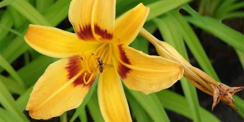 HEMEROCALLIS hybride 'Mikado' - Lys d'un jour