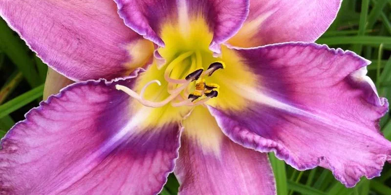 HEMEROCALLIS hybride 'Mildred Mitchell' - Lys d'un jour