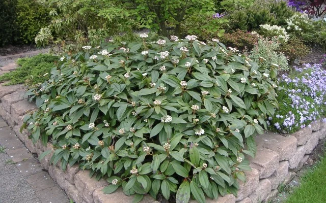 VIBURNUM davidii - Viorne de David