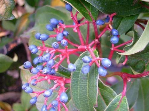 VIBURNUM davidii - Viorne de David