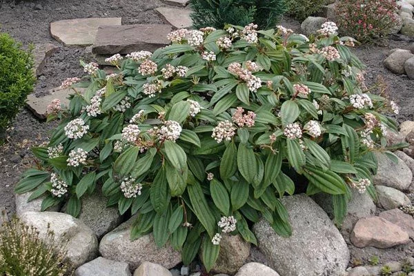 VIBURNUM davidii - Viorne de David