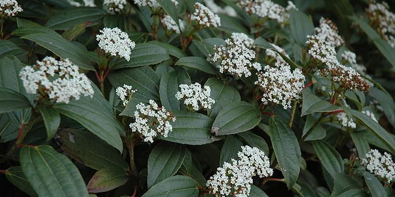 VIBURNUM davidii - Viorne de David