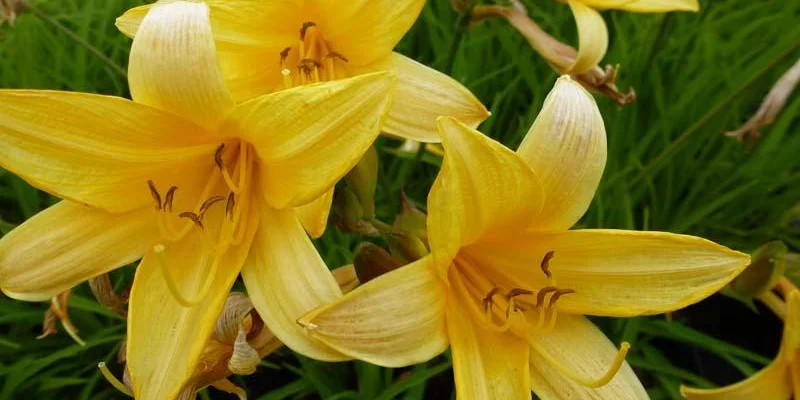 HEMEROCALLIS middendorffii - Lys d'un jour