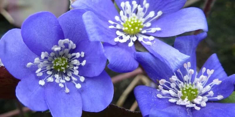 HEPATICA nobilis