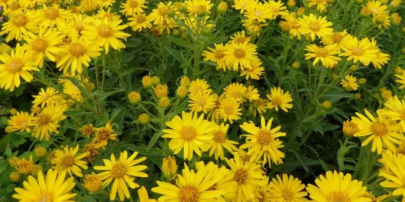 HETEROTHECA villosa 'Golden Sunshine' - Aster jaune