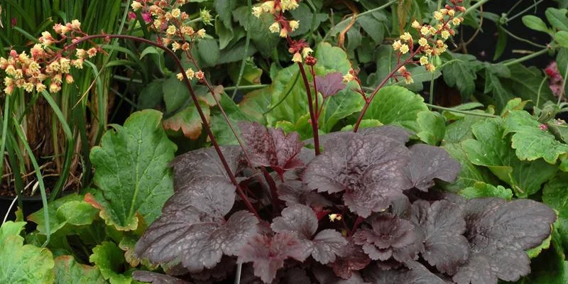 HEUCHERA 'Gotham' - Heuchère