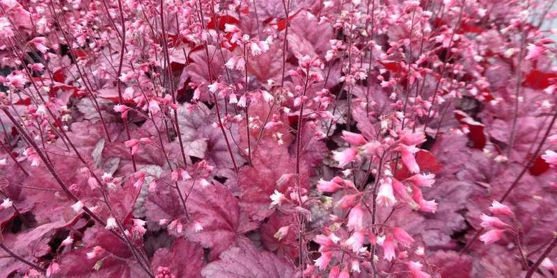 HEUCHERA 'Grape Soda' - Heuchère