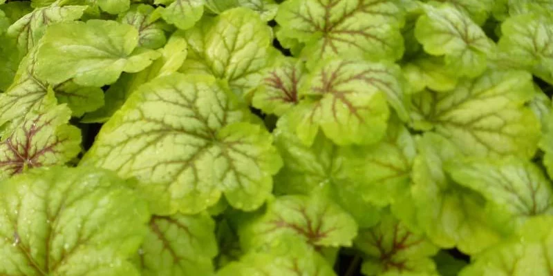 HEUCHERA 'Renoir' - Heuchère