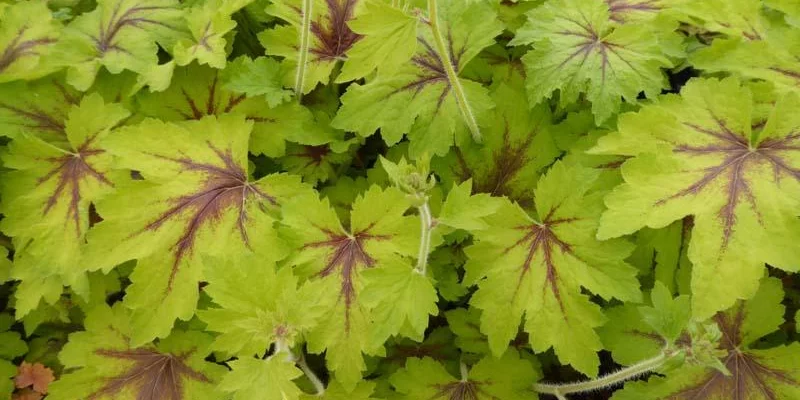 HEUCHERELLA 'Art Nouveau' ®