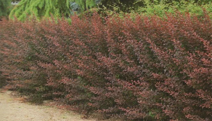 BERBERIS thunbergii 'Atropurpurea' - Epine vinette